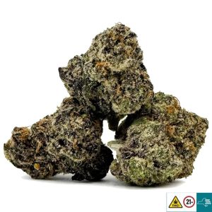 Alternative view of Red Snapper Strain